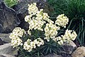 Erysimum insulare subsp. suffrutescens