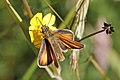 * Nomination Essex Skipper (Thymelicus lineola) female, Sweden --Charlesjsharp 08:17, 16 September 2018 (UTC) * Promotion Good quality. --Isiwal 18:43, 18 September 2018 (UTC)