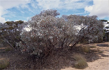 Eucalyptus cyanophylla growing near Allawoona, South Australia Eucalyptus cyanophylla habit.jpg