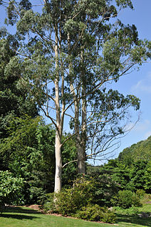 <i>Eucalyptus dalrympleana</i> Species of plant