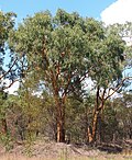 Eucalyptus similis için küçük resim