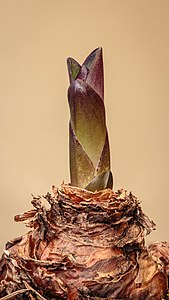 Eucomis montana, Ananasplant, Kuiflelie. 16-05-2021. (d.j.b)