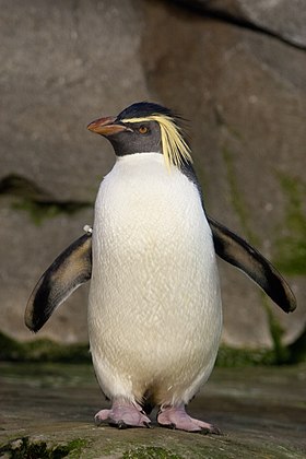 Norda flavtufa pingveno, ĉe la Zoologia ĝardeno de Berlino, Germanio