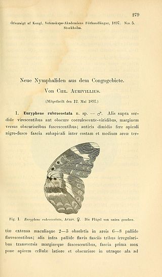 <i>Euphaedra rubrocostata</i> Species of butterfly
