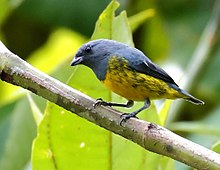 Euphonia plumbea - Plumbeous euphonia (mužjak), Pte. Figueiredo, Amazonas, Brazil.jpg