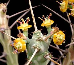 Euphorbia xylacantha ies.jpg