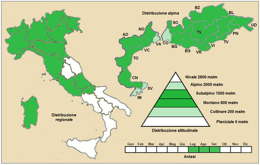 Distribuzione della pianta  (Distribuzione regionale[10] – Distribuzione alpina[11])