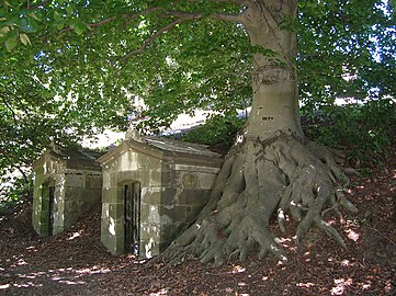 European beech tree and mausoleums