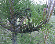 Cluster of European pine sawflies eating on an Austrian pine. This picture was taken in mid-May, when the sawflies have been eating for about a month at this point.