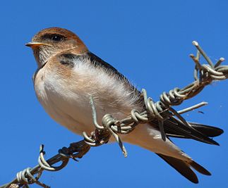 Fairy Martin (Petrochelidon ariel), Northern Territory, Australia