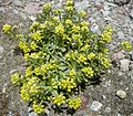 Draba nivicola