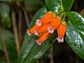 Květy Macleania cordifolia