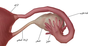 Female reproductive system-ar2.png