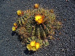 Ferocactus echidne, Habitus