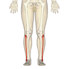 Fibula - anterior view.png