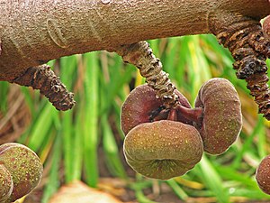 Ficus auriculata 04.jpg