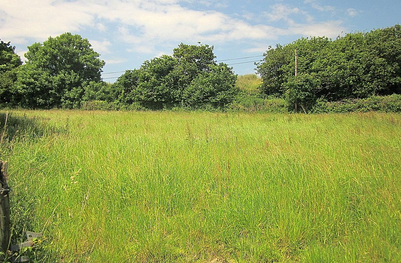 File:Field near Ivybridge - geograph.org.uk - 4263321.jpg