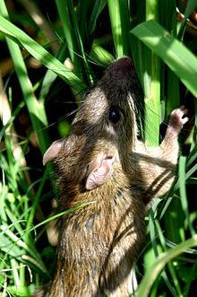 Bidang tikus merajalela tanaman padi (11058917815).jpg