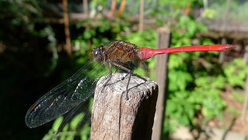 File:Fiery Skimmer (6563093139).jpg