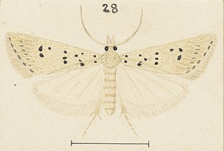 <i>Heterocrossa maculosa</i> Species of moth