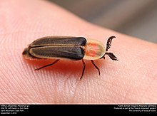 Firefly (Lampyridae, Pleotomus sp.) (29964887062).jpg