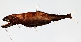 Astronesthes similus (Phosichthyoidei: Stomiidae)