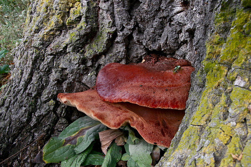 File:Fistulina hepatica (6486237131).jpg