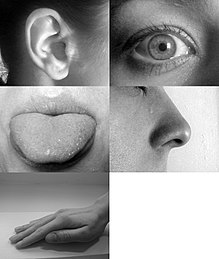 The five senses (hearing, sight, taste, smell and touch) and their respective sensory organs inherent among Homo sapiens Five senses.jpg