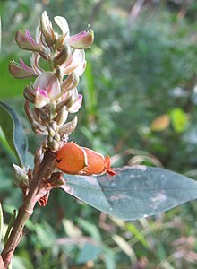 Flemingiya macrophylla.jpg