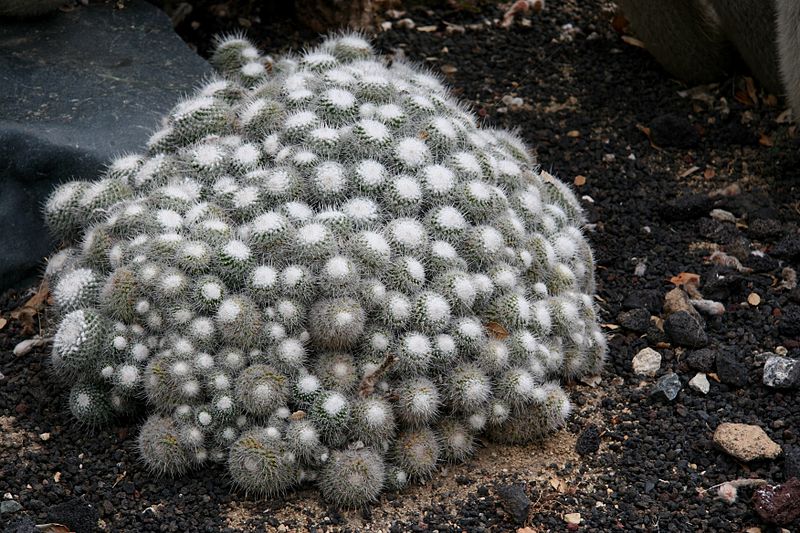 File:Flickr - brewbooks - Mammillaria geminispina Cactaceae (2).jpg