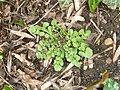 Cardamine hirsuta