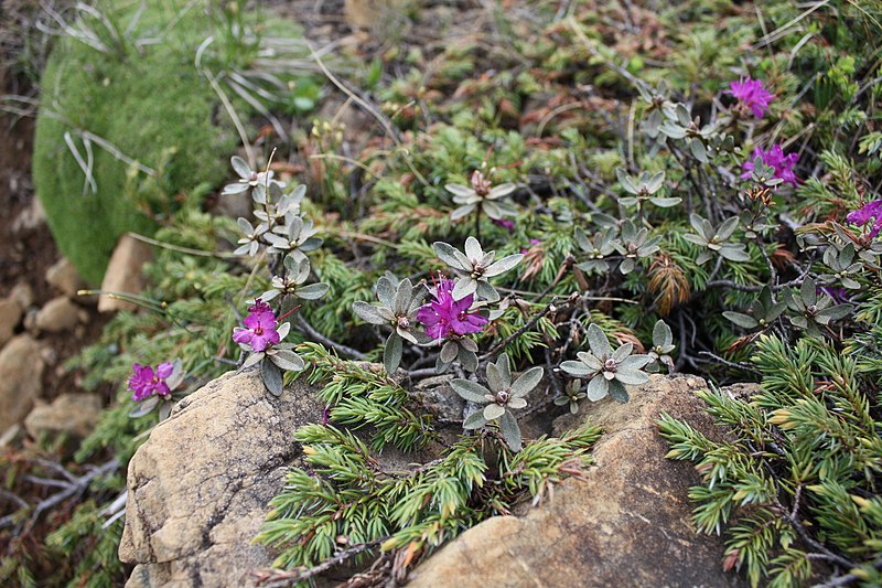 File:Flore retrouvée dans la Grande Cuve du Mont-Albert, Parc de la Gaspésie, Québec, Canada.jpg