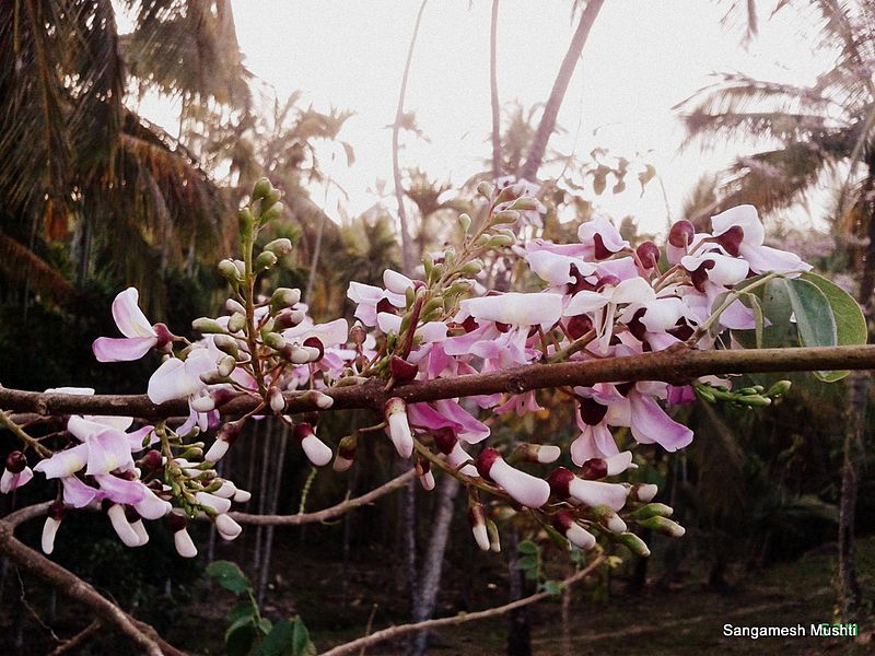 File:Flowering.jpg