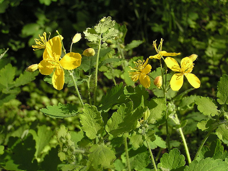 File:Flowers of Chelidonium majus.jpg