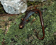 Four-toed salamander (Hemidactylium scutatum), Vermilion County, Illinois (26 February 2009) Four Toed Salamander (Hemidactylium scutatum), Vermilion County, Illinois, USA (26 February 2009).jpg