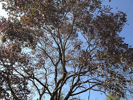 Fraxinus floribunda.jpg