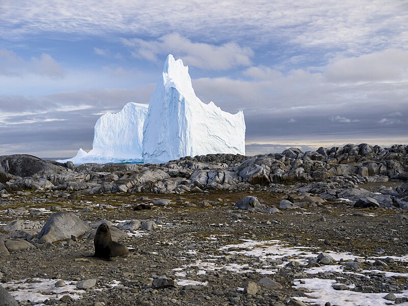 File:Fur seal on Bonaparte Point with an iceberg in the background..jpg