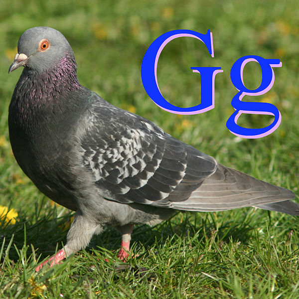 File:Güvercin için G.jpg