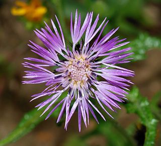 <i>Galactites tomentosus</i> Species of flowering plant