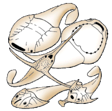 Their mouth and gill openings are situated on the ventral surface of the head (top right). In the most primitive forms, such as the Silurian genus Hanyangaspis (top), the median dorsal inhalent opening is broad and situated anteriorly. In other galeaspids, it is more posterior in position and can be oval, rounded, heart-shaped or slit-shaped. In some Devonian galeaspids, such as the hunanaspidiforms Lungmenshanaspis (middle) and Sanchaspis (bottom right), the headshield is produced laterally and anteriorly into slender processes. The eugaleaspidiforms, such as Eugaleaspis (bottom left) have a horseshoe-shaped headshield and a slit-shaped median dorsal opening, which imitates the aspect of the headshield of osteostracans. Galeaspida.gif