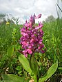 prstnatec bezový (Dactylorhiza sambucina) don Pedro