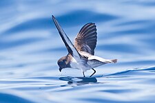 Gray-backed storm-petrel Garrodia nereis 2 - SE Tasmania.jpg