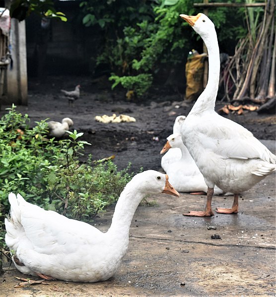 File:Geese in the Philippines.jpg