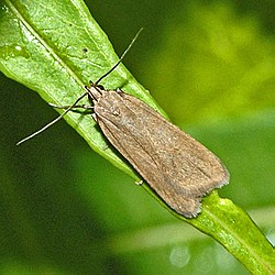 Gelechiidae - Acompsia cinerella.JPG