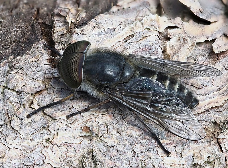 File:Gemeine Viehbremse (Tabanus maculicornis) ♂, Fagne de la Petite Roer, Sourbrodt, Ostbelgien (52121341170).jpg