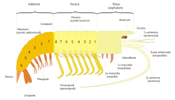 Schema della anatomia