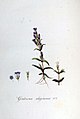 Gentiana uliginosa.jpg