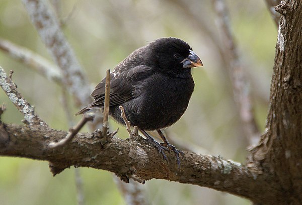 Medium ground finch (Geospiza fortis) on Santa Cruz Island in the Galapagos