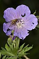 Geranium pratense (Meadow cranesbill)