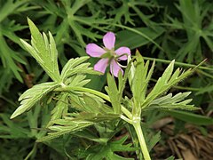 茎や葉柄に下向きの粗い毛が生える。茎葉は掌状に5深裂し、表面に短い伏毛が、裏面葉脈と縁に粗い毛が密生する。